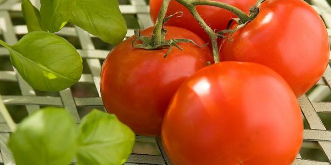 Researchers have a plan to make tomatoes great again