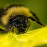 Researchers train bumblebees to score goals with tiny footballs for treats