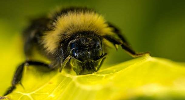 Researchers train bumblebees to score goals with tiny footballs for treats (Video)