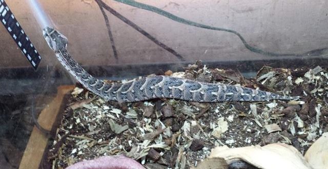 Snakes stolen from Thorold residence