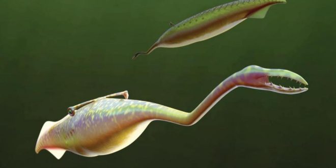Underwater Alien With Mysterious Origin Baffles Researchers (Photo)