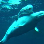 Vancouver Aquarium to end display of beluga whales by 2029