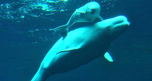 Vancouver Aquarium to end display of beluga whales by 2029