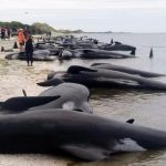 Whales beached on New Zealand coast, bringing total to 650