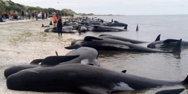 Whales beached on New Zealand coast, bringing total to 650