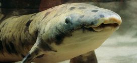 World's oldest captive fish euthanised in Chicago after record innings