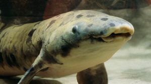 World's oldest captive fish euthanised in Chicago after record innings