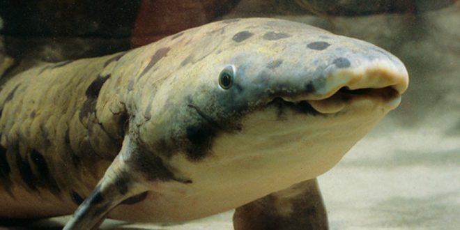 Granddad the lungfish, the oldest fish in captivity dies at shedd aquarium