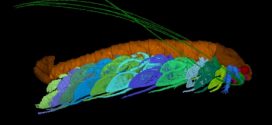 Ancient shrimp fossil Named in Honor of Sir David Attenborough
