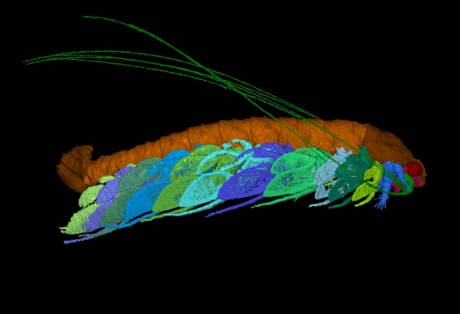 Ancient shrimp fossil Named in Honor of Sir David Attenborough