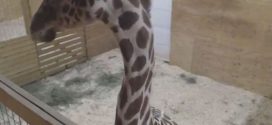 Animal watch: Zoo Officials Say April the Giraffe is 'at the end of the pregnancy'