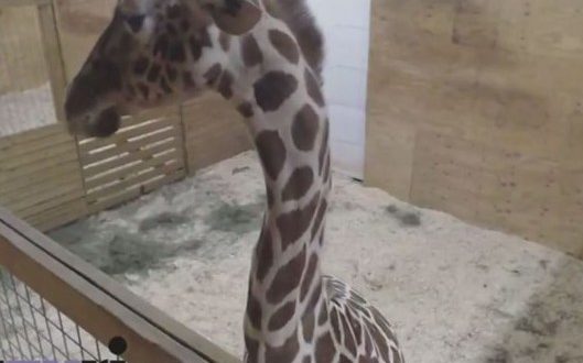 Animal watch: Zoo Officials Say April the Giraffe is 'at the end of the pregnancy'
