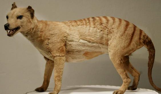 Back from the dead? Scientists renew search for extinct Tasmanian Tiger