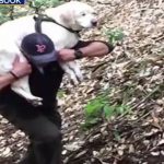 Blind Dog Rescued In Santa Cruz Mountains After a Week Missing
