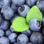 Blueberry linked to improved brain function in older people, says new study
