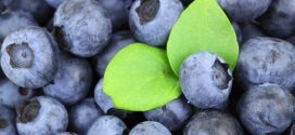 Blueberry linked to improved brain function in older people, says new study