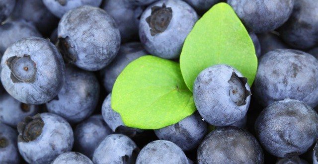 Blueberry linked to improved brain function in older people, says new study