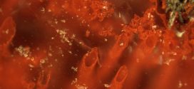 Canadian Bacteria Fossils Are Earth's Oldest, Say Researchers