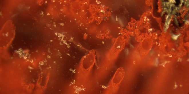 Canadian Bacteria Fossils Are Earth's Oldest, Say Researchers