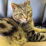 Cat disappears in California, turns up in Canada four years later