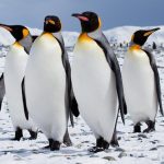 Climate Change: Antarctica sets new record high temperature