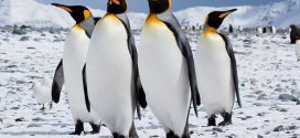 Climate Change: Antarctica sets new record high temperature