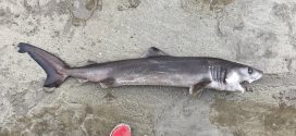 Crocodile shark spotted on Devon beach for the first time (Photo)