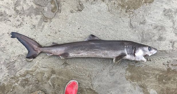 Crocodile shark spotted on Devon beach for the first time (Photo)