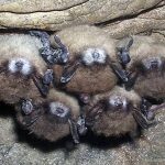Disease threatens bat population, Report
