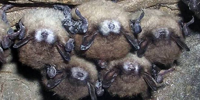 Disease threatens bat population, Report
