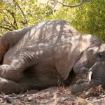Elephants sleep for just two hours a day – the least of any mammal, says new research