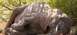 Elephants sleep for just two hours a day – the least of any mammal, says new research
