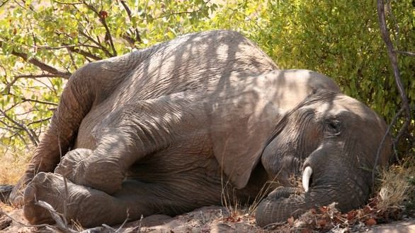 Elephants sleep for just two hours a day – the least of any mammal, says new research