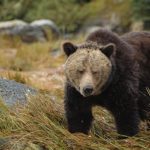 Future survival of BC's grizzly bears at risk, says new report