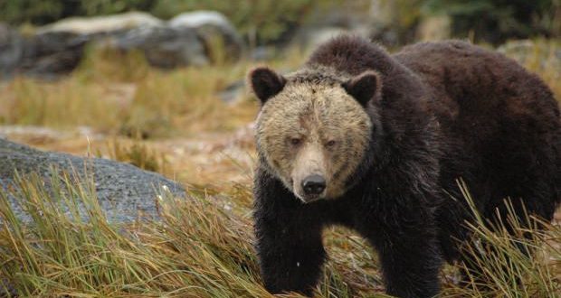 Future survival of BC's grizzly bears at risk, says new report
