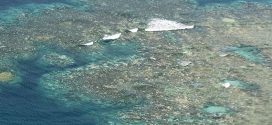 Great Barrier Reef suffers another year of mass bleaching, Report