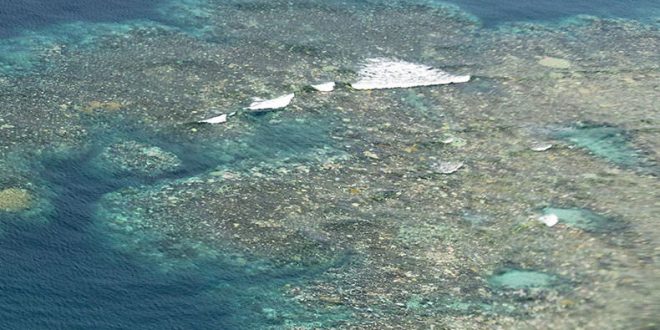 Great Barrier Reef suffers another year of mass bleaching, Report