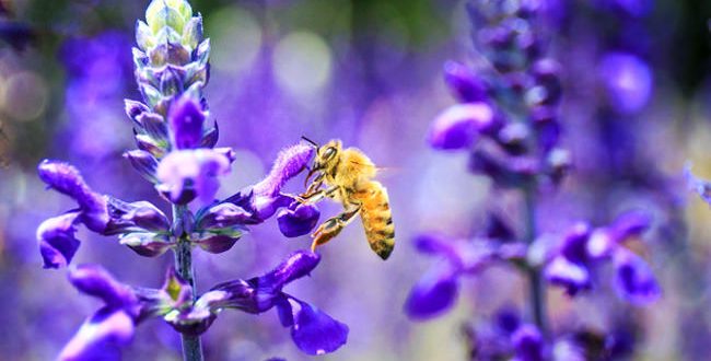 Honey Nut Cheerios’ BuzzBee missing from iconic cereal box for important cause