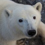 How will global warming affect polar bears?