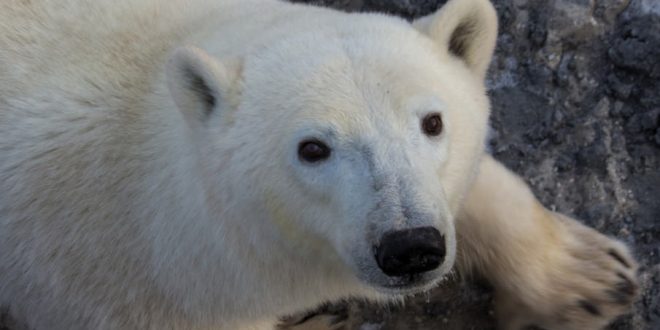 How will global warming affect polar bears?