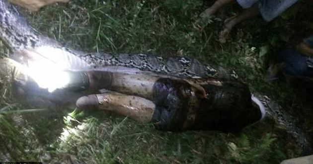 Missing Indonesian farmer found dead in belly of 7m-long python (Video)