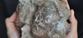 Oldest crocodile eggs discovered in dinosaur nest