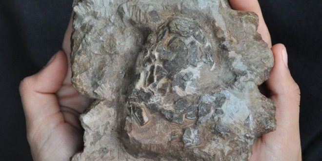 Oldest crocodile eggs discovered in dinosaur nest