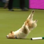 Olly the Terrier wins fans everywhere with his awful run at dog show (Video)