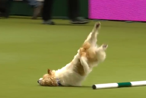 Olly the Terrier wins fans everywhere with his awful run at dog show (Video)