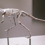 Paleontologists investigate evolution of bipedalism in ancient dinosaur ancestors