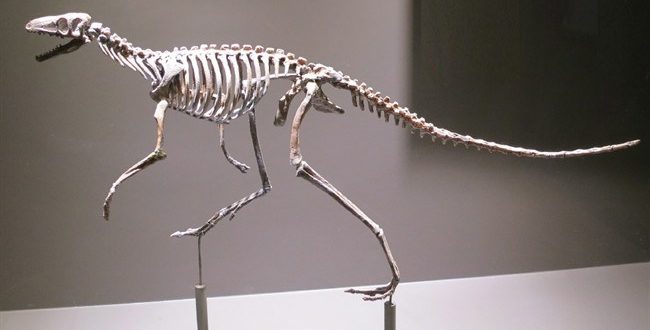 Paleontologists investigate evolution of bipedalism in ancient dinosaur ancestors