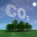 Research questions trees' ability to store carbon