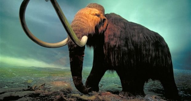 Researchers May Have Discovered Why The Wooly Mammoth Died Out