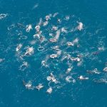 Researchers Spot Hundreds of Humpback Whales Feeding in Massive Groups
